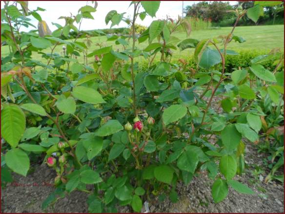 Rosa Jacques Cartier (1868) late May early June