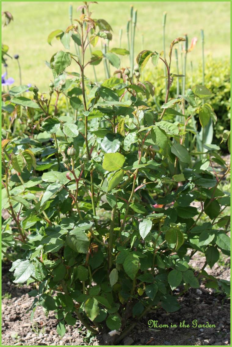 Keeping track of rose plants...
