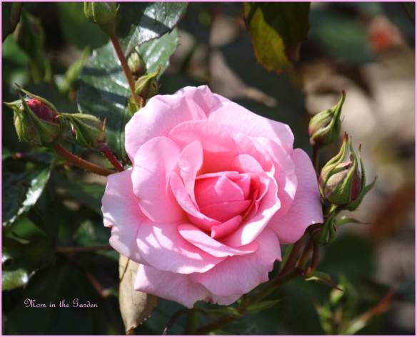 Climbing rose in June