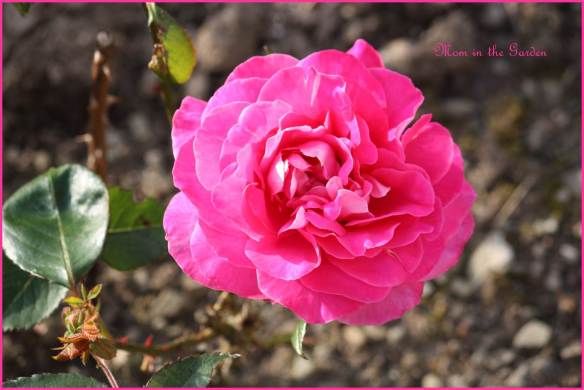Hybrid Tea Rose Pink Peace