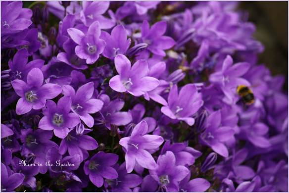 ground cover flowers in my rose garden