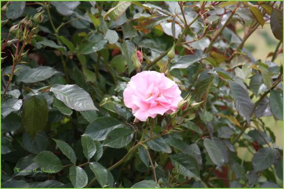 One of my climbing roses still looking good.