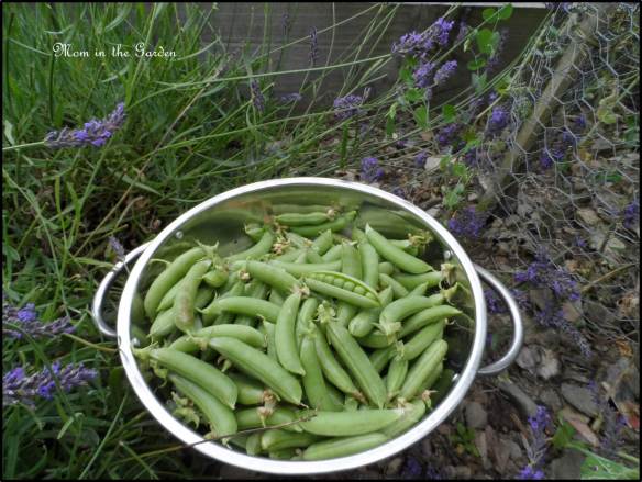 This 11 inch colander is filled with peas!