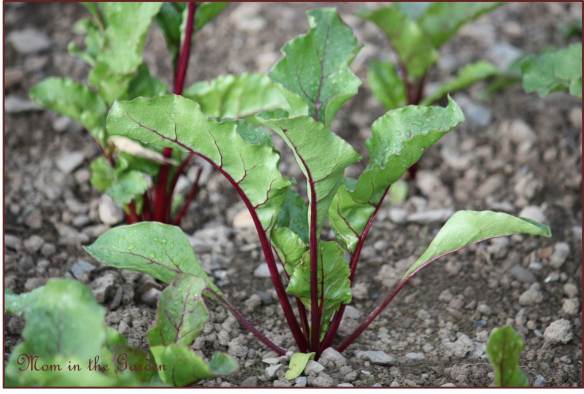 Organic Robuschka Beetroot 