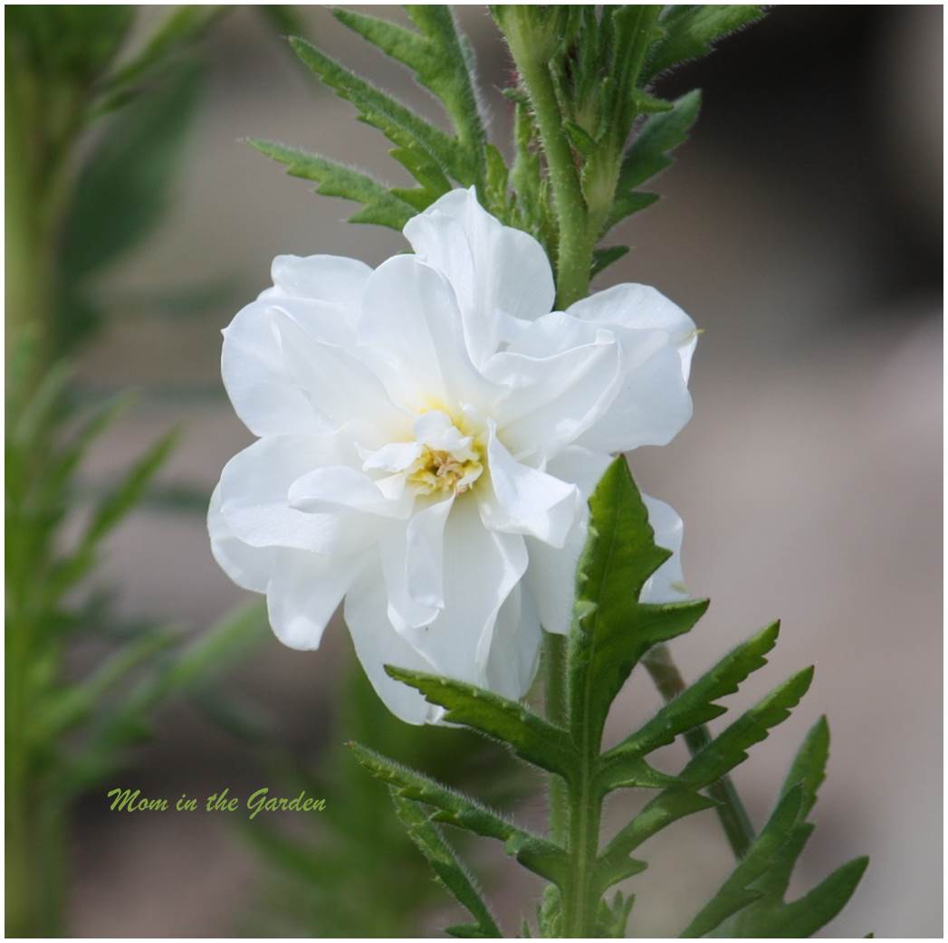 Daffodil Double Poet White