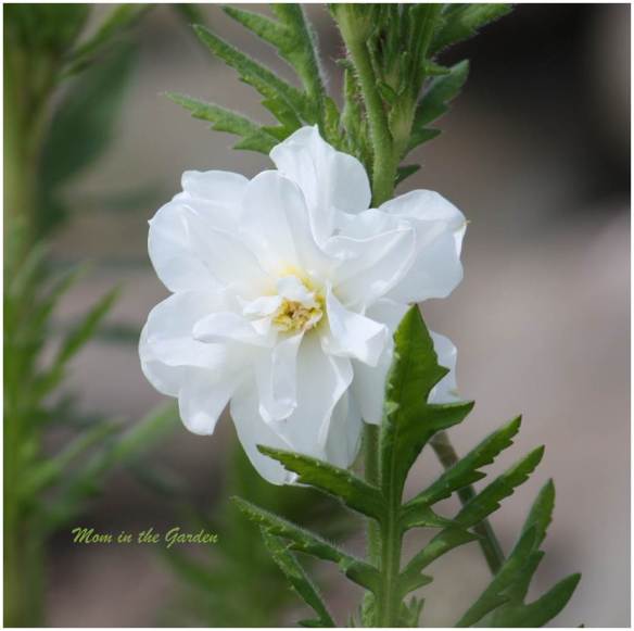 Daffodil Double Poet White