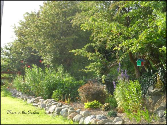Ditch wall garden at the end of June