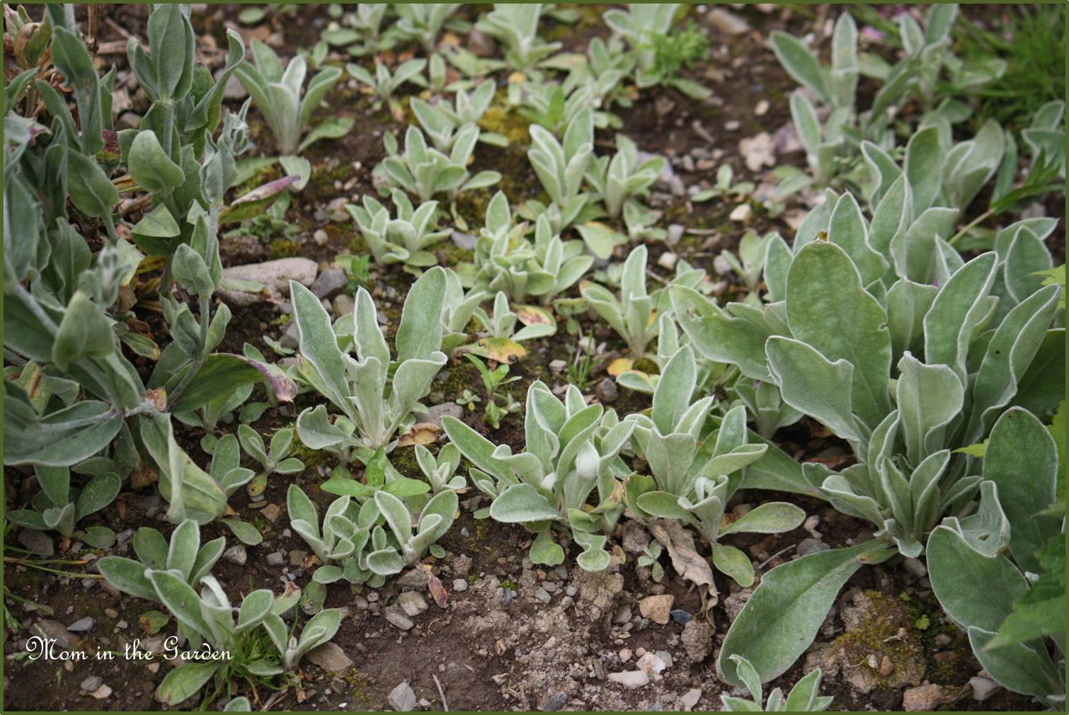 Dusty Miller babies