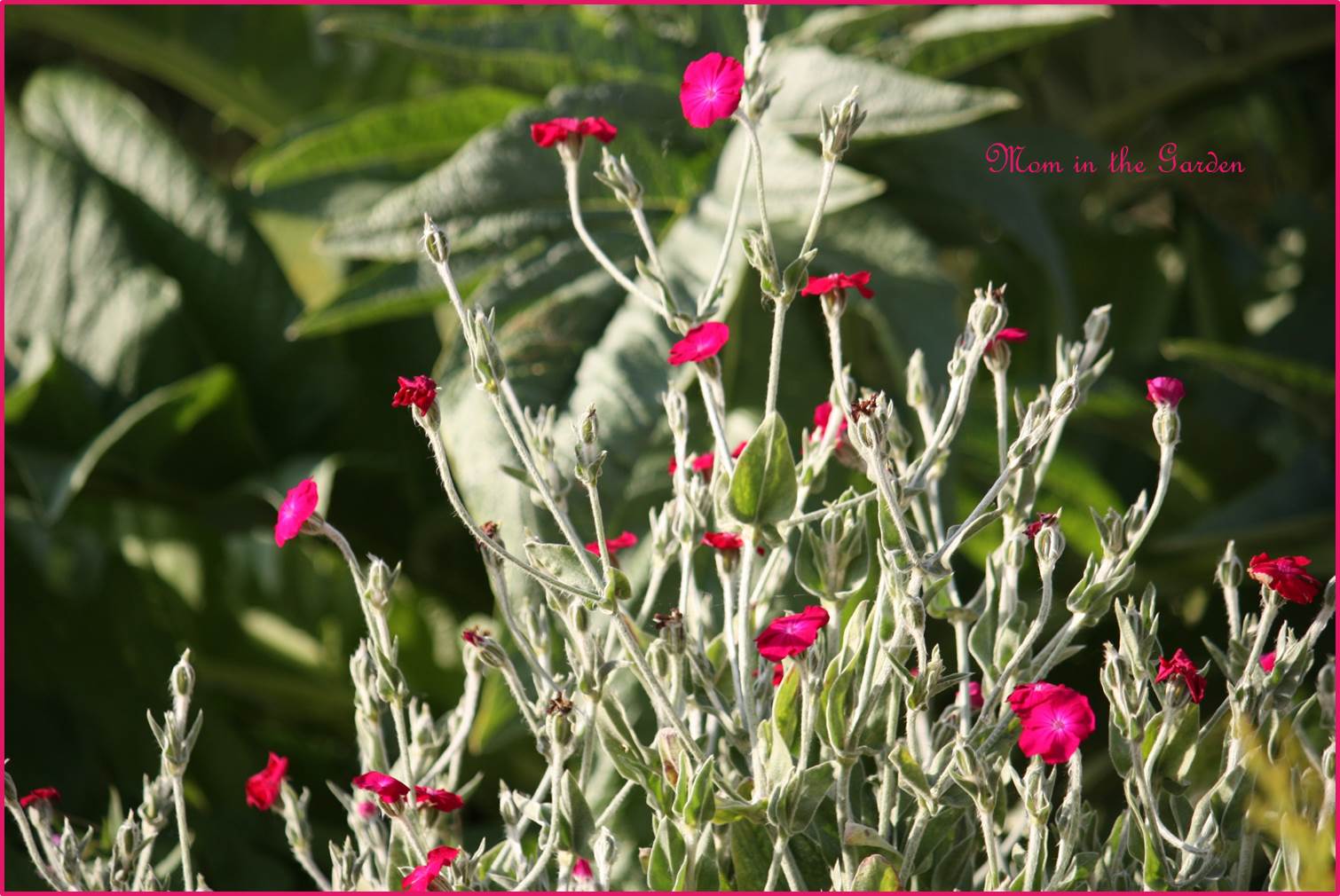 Dusty Miller Lychnis Coronaria