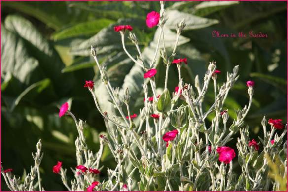 Dusty Miller Lychnis Coronaria