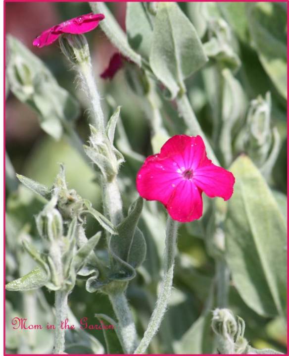 Dusty Miller Lychnis Coronaria