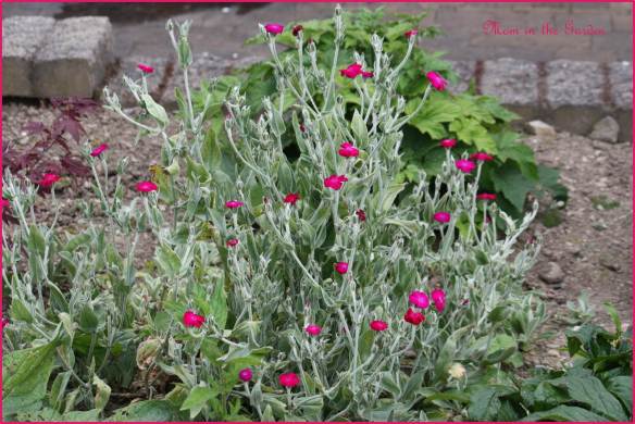 Dusty Miller Lychnis Coronaria