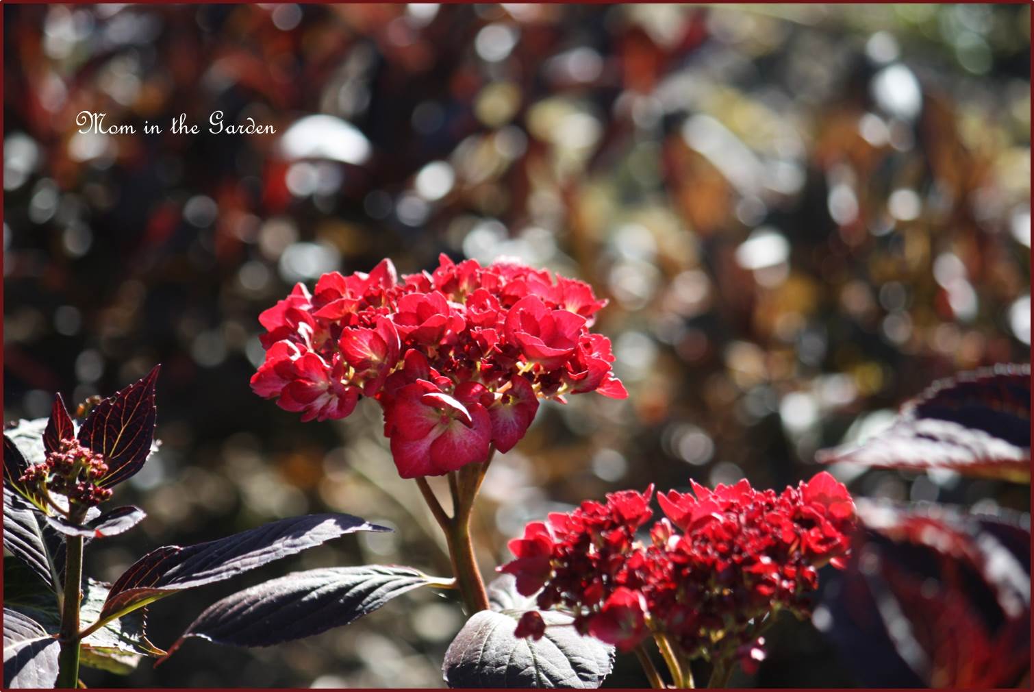 A cherry color if you ask me