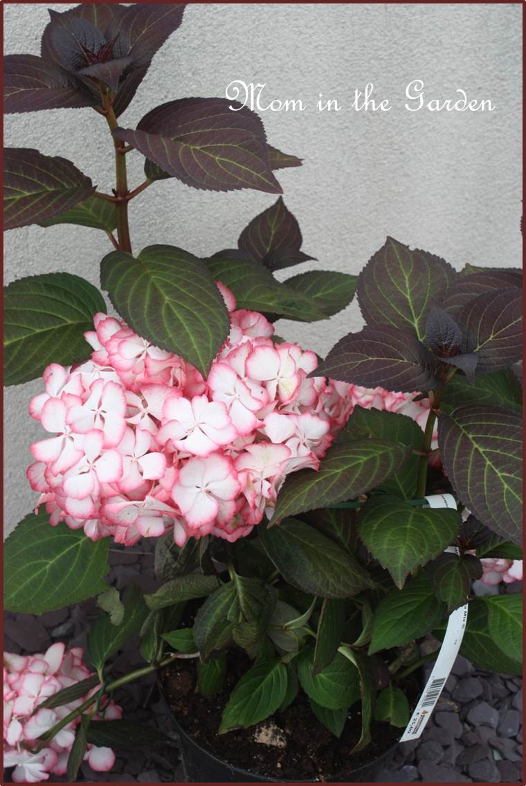 It looked lovely when I bought it!