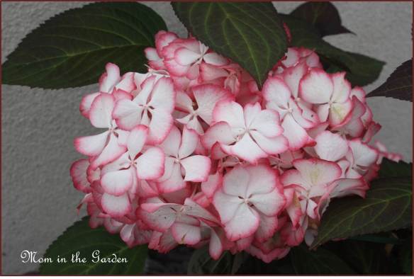 This is what it looked like when I bought it in August 2010