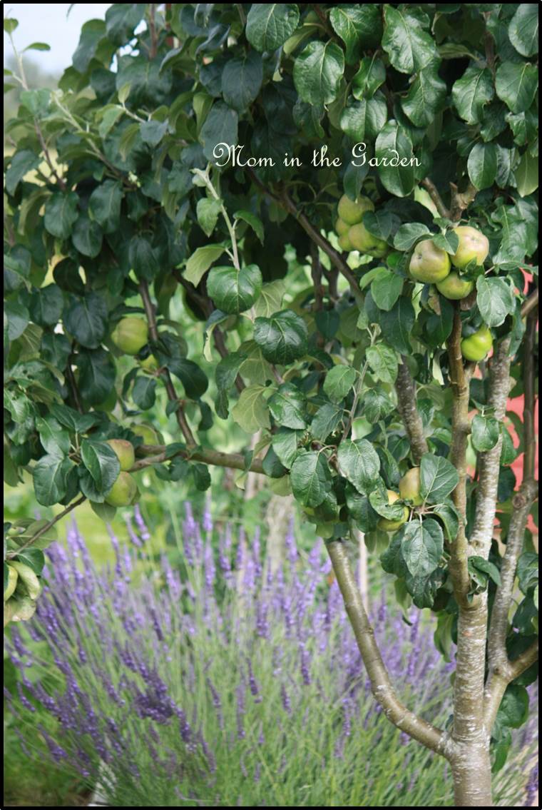 Lavandula angustifolia Lavender in our fruit and vegetable garden
