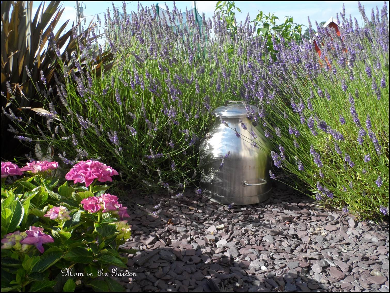 Lavender garden with an old milk container squished in