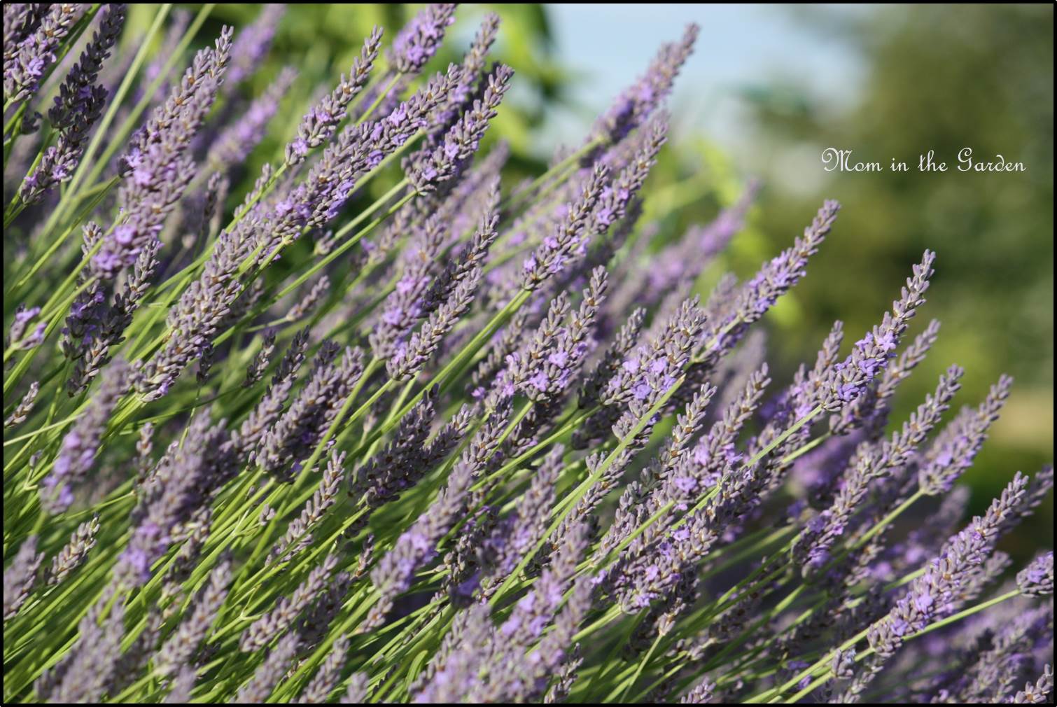 Lavender close up