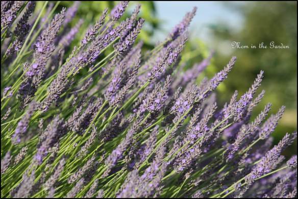 Lavender close up