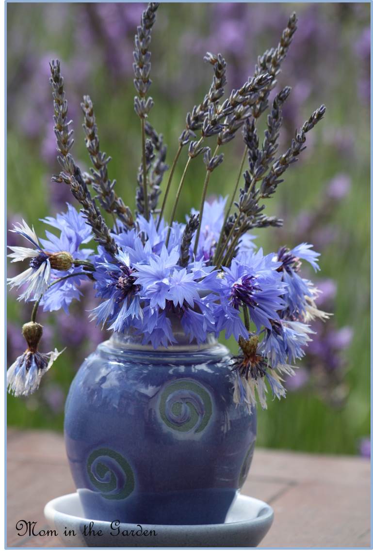 Lavender with cornflower