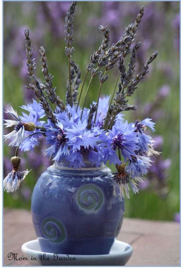 Lavender with cornflower