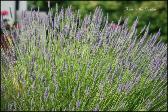 Lavender up close