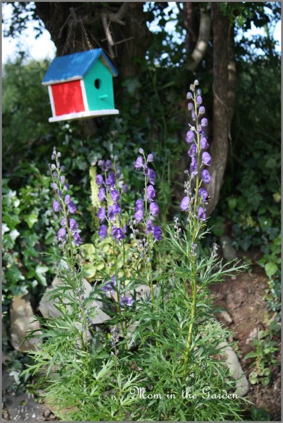 Monkshood (poisonous plant)