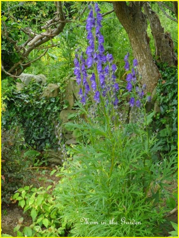 Monkshood