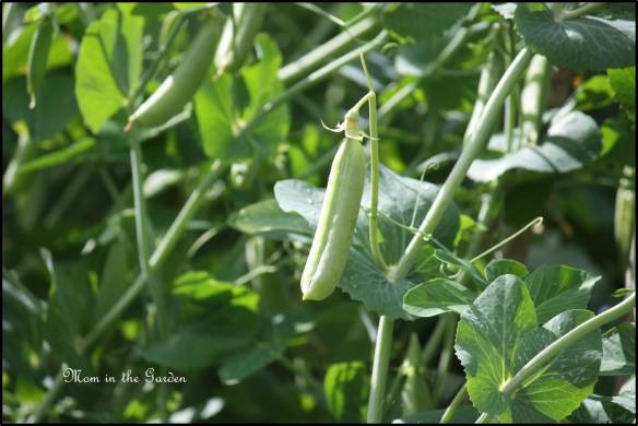 pea pod up close