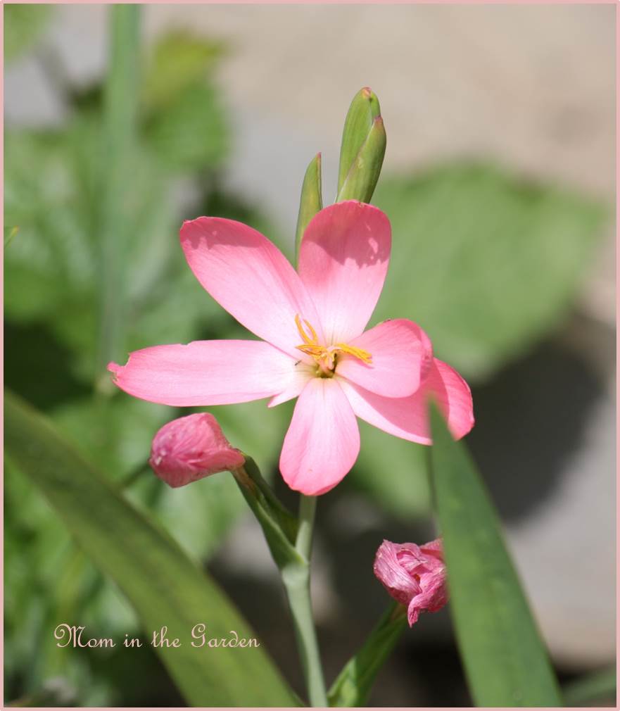 Schizostylis