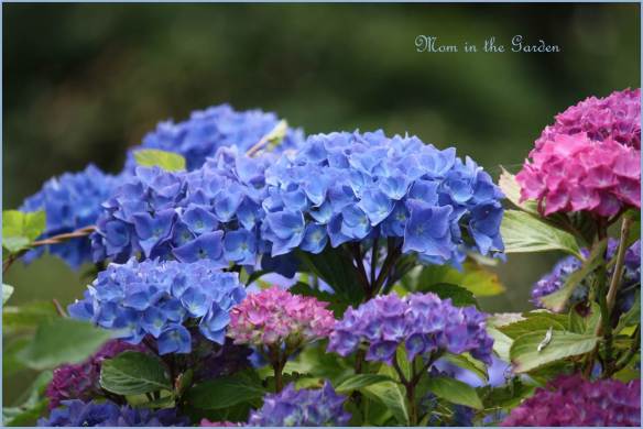 Blue hydrangea