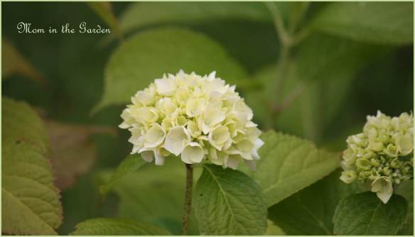 hydrangea which is supposed to be green (but is quite pretty the color it is)