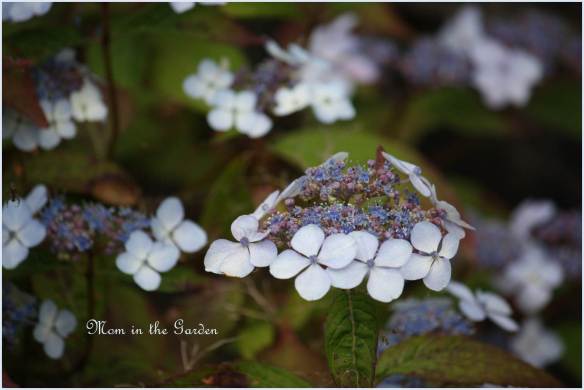 lacecap hydrangea