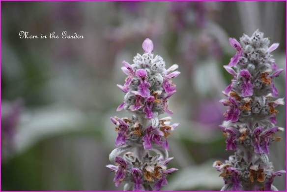 lambs ear flower (yes, I really must work on learning the proper names...)