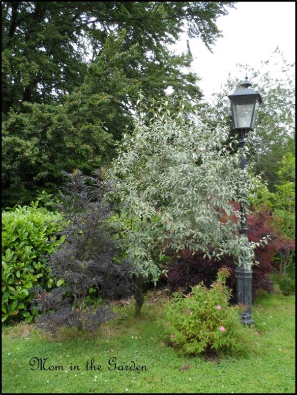 I've called this picture "Susan's Lamp" as I need to come back and fill in the names of plant/shrub/tree. Stay tuned...