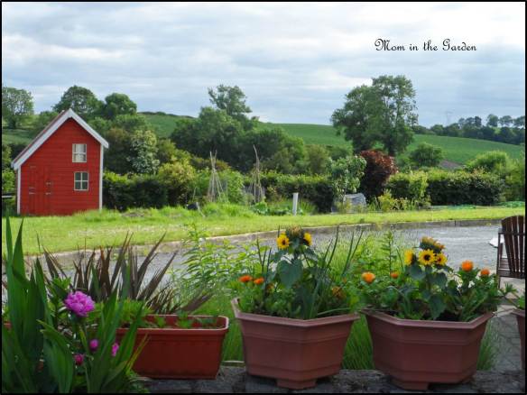 View of our fruit garden from the deck