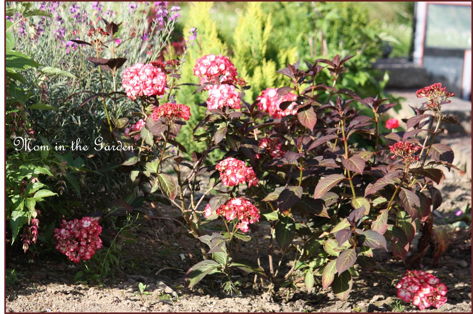 Still filling in with blooms