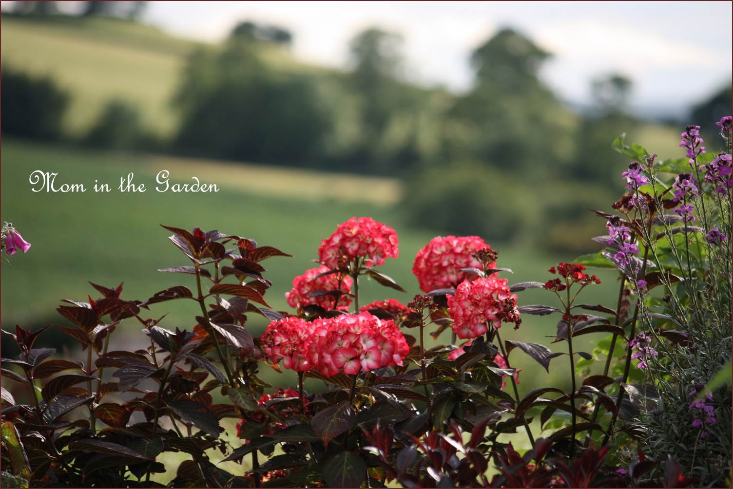 The foliage is a lovely almost  burgundy color