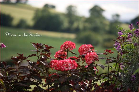 The foliage is a lovely almost  burgundy color