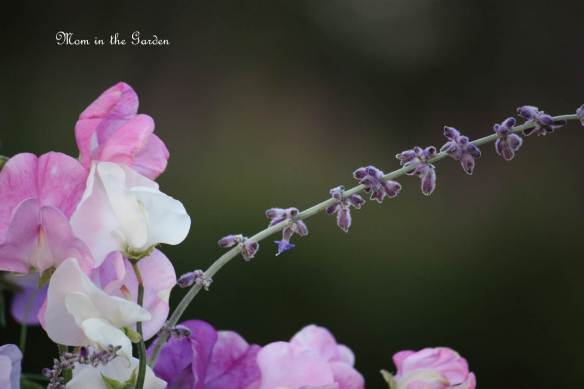 Perovskia 'Atriplicifolia' (Russian Sage)