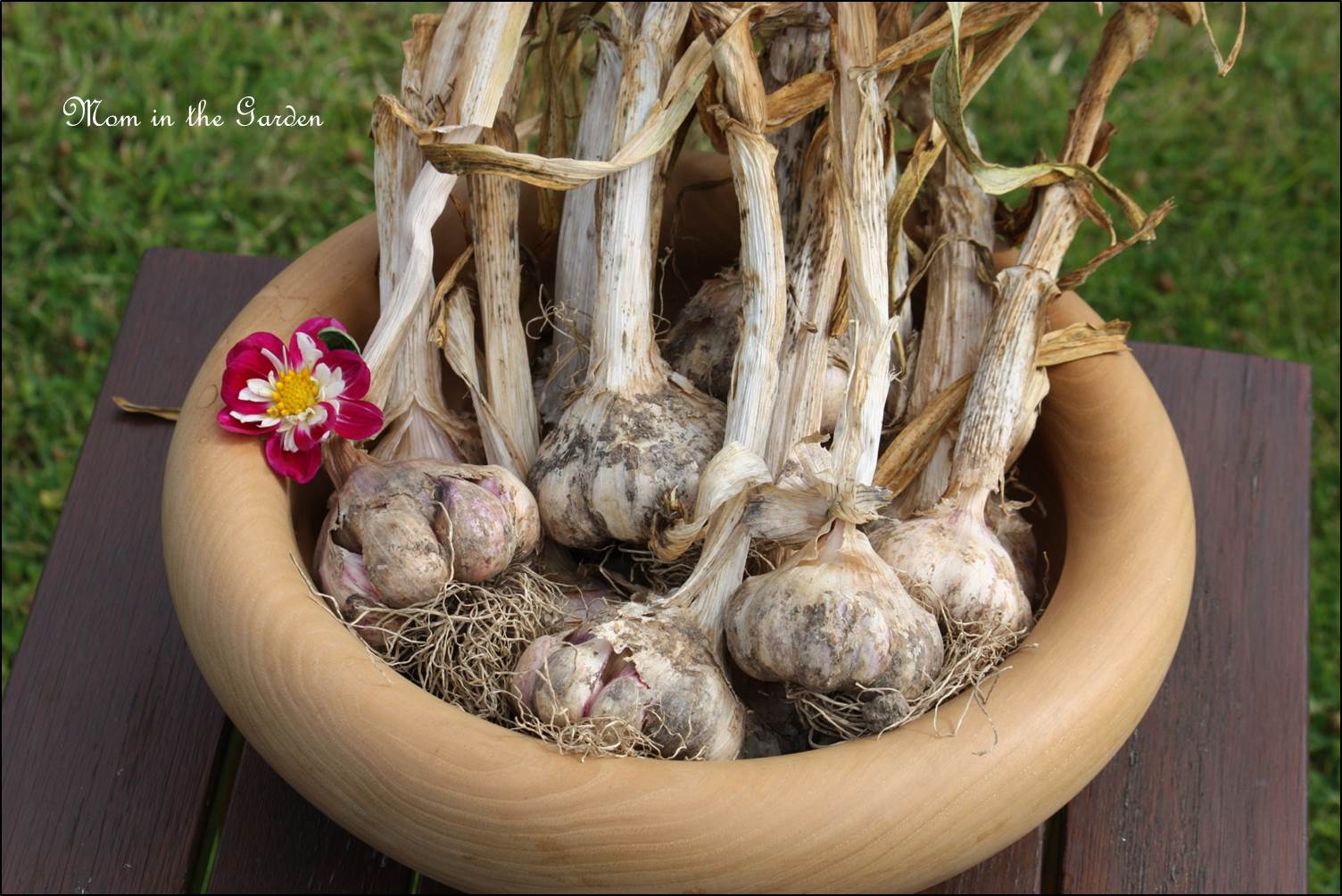 Harvest of Winter Planted Garlic