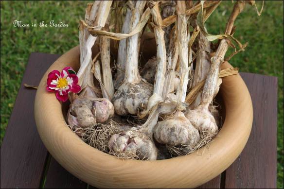 Harvest of Winter Planted Garlic