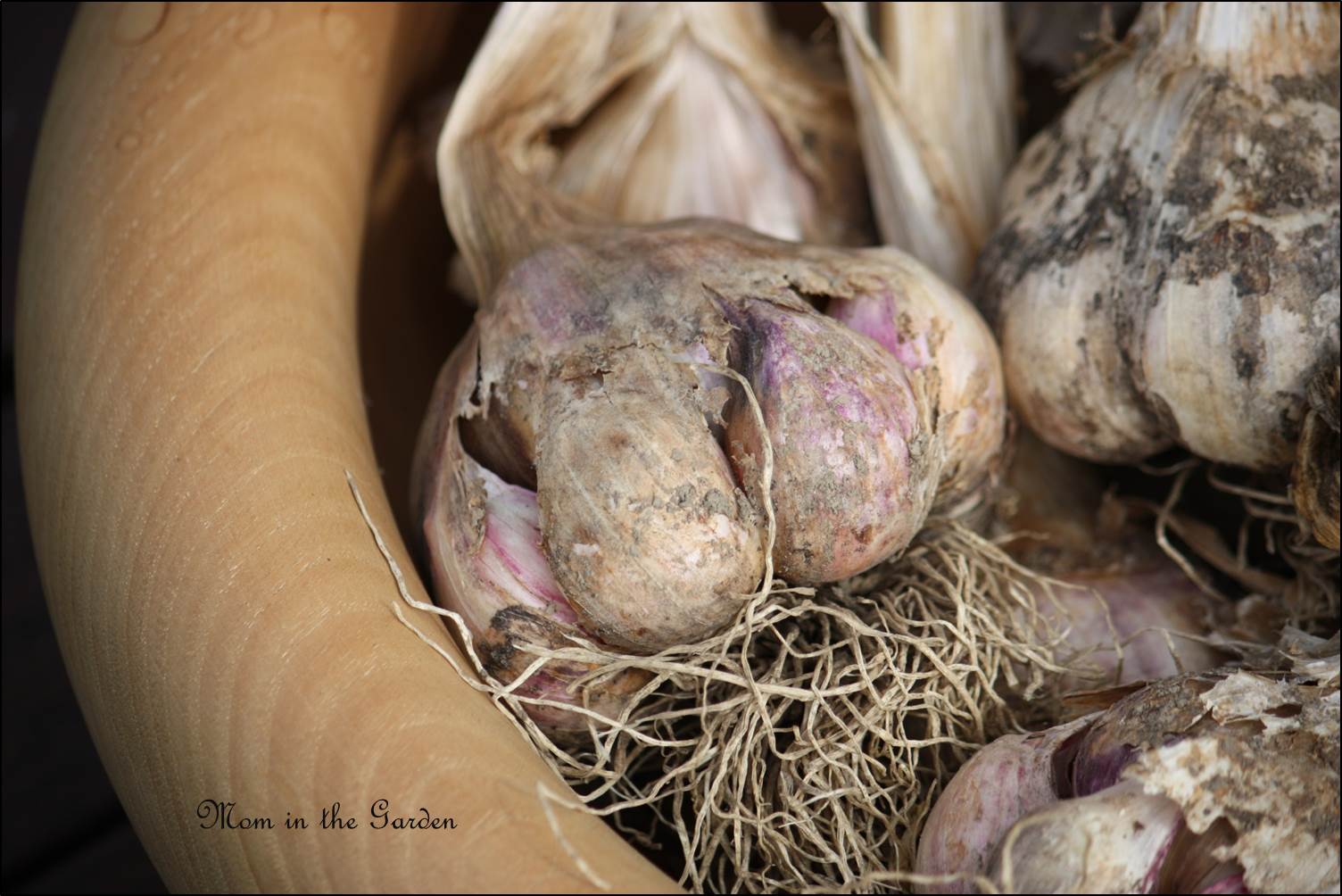 Vallelado garlic