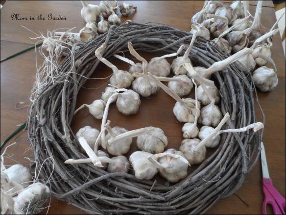 loads of organic garlic