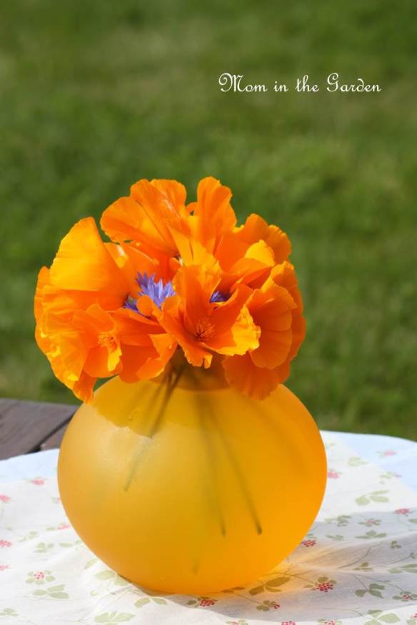 cornflowers just peeking through