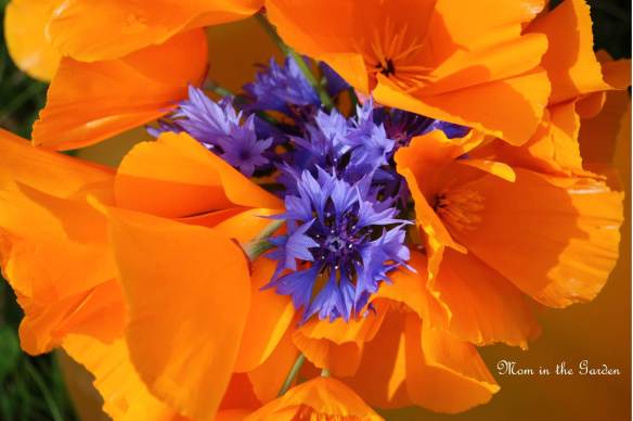 Simply two colors together