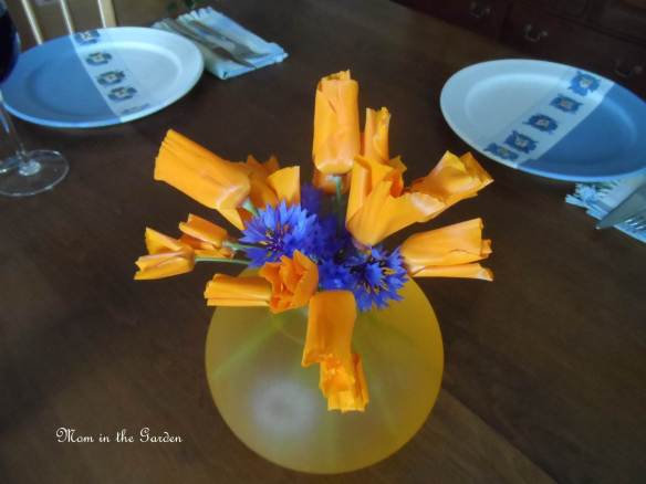 In the evening the poppies close up (even when cut)