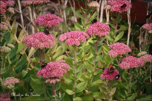 Autum Joy sedum, tortoise butterfly and bees