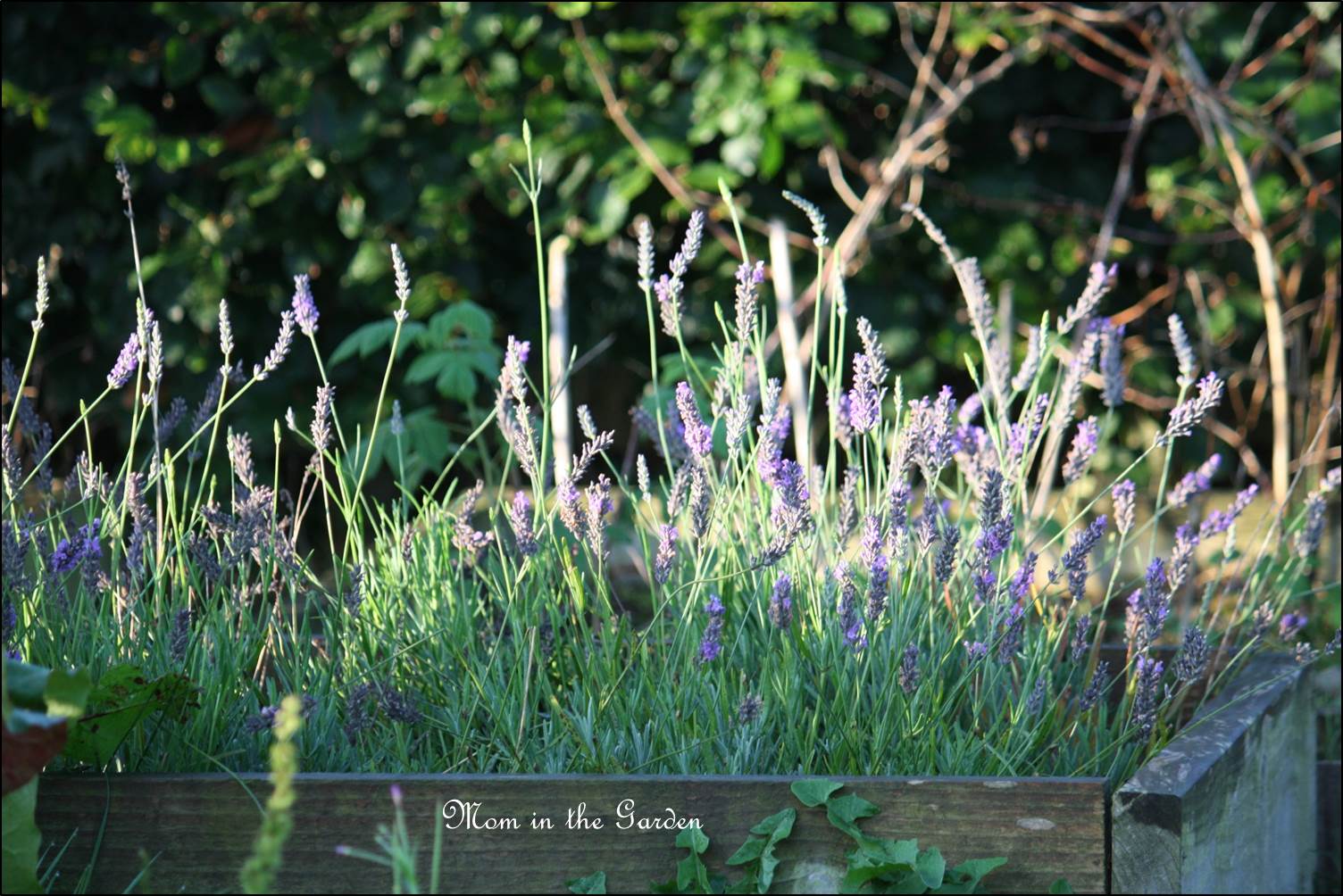 Lavender in September!