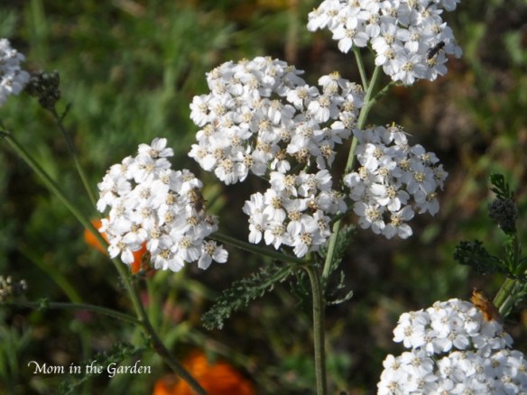 "wild white plant" in the garden